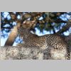 12143_leopard.jpg