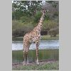 0745_selous_giraffe.jpg