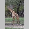 0950_selous_giraffe.jpg